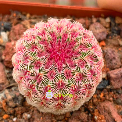 实生红太阳仙人球好养护