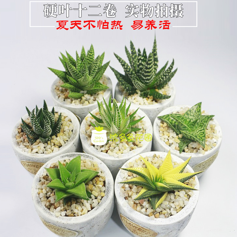 条纹十二卷锦多肉植物金城冬之星座硬叶十二卷多肉植物防辐射盆栽