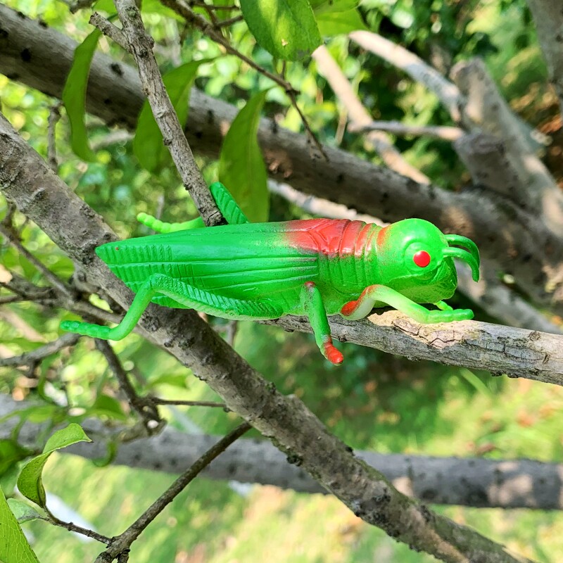 软胶仿真蚂蚱蜢绿色蝗虫幼儿园儿童玩具认知塑胶静态昆虫动物模型