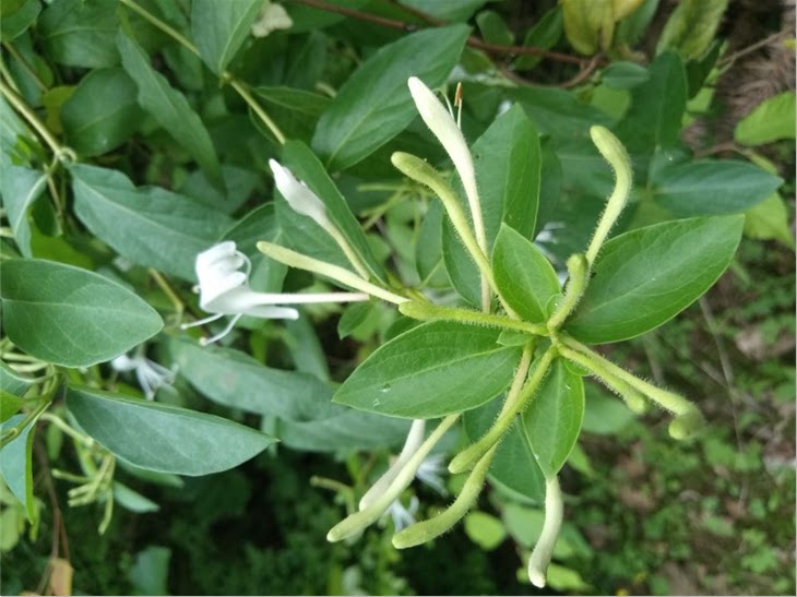 金银花藤洗澡忍冬藤宝宝痱子无激素洗澡新鲜现采500克