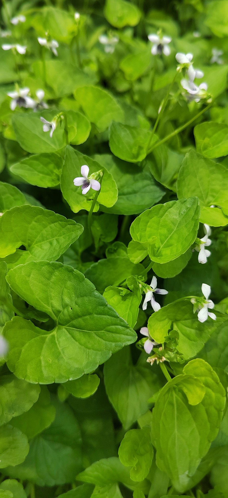 白花犁头草如意草白花地丁白花堇菜白地丁新鲜现采现发