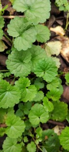 连钱草十八碗现挖现发透骨草透骨消铜钱草新鲜现挖现发