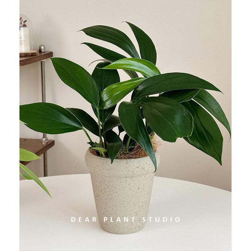 麒麟尾桌面室内净化空气盆栽绿植