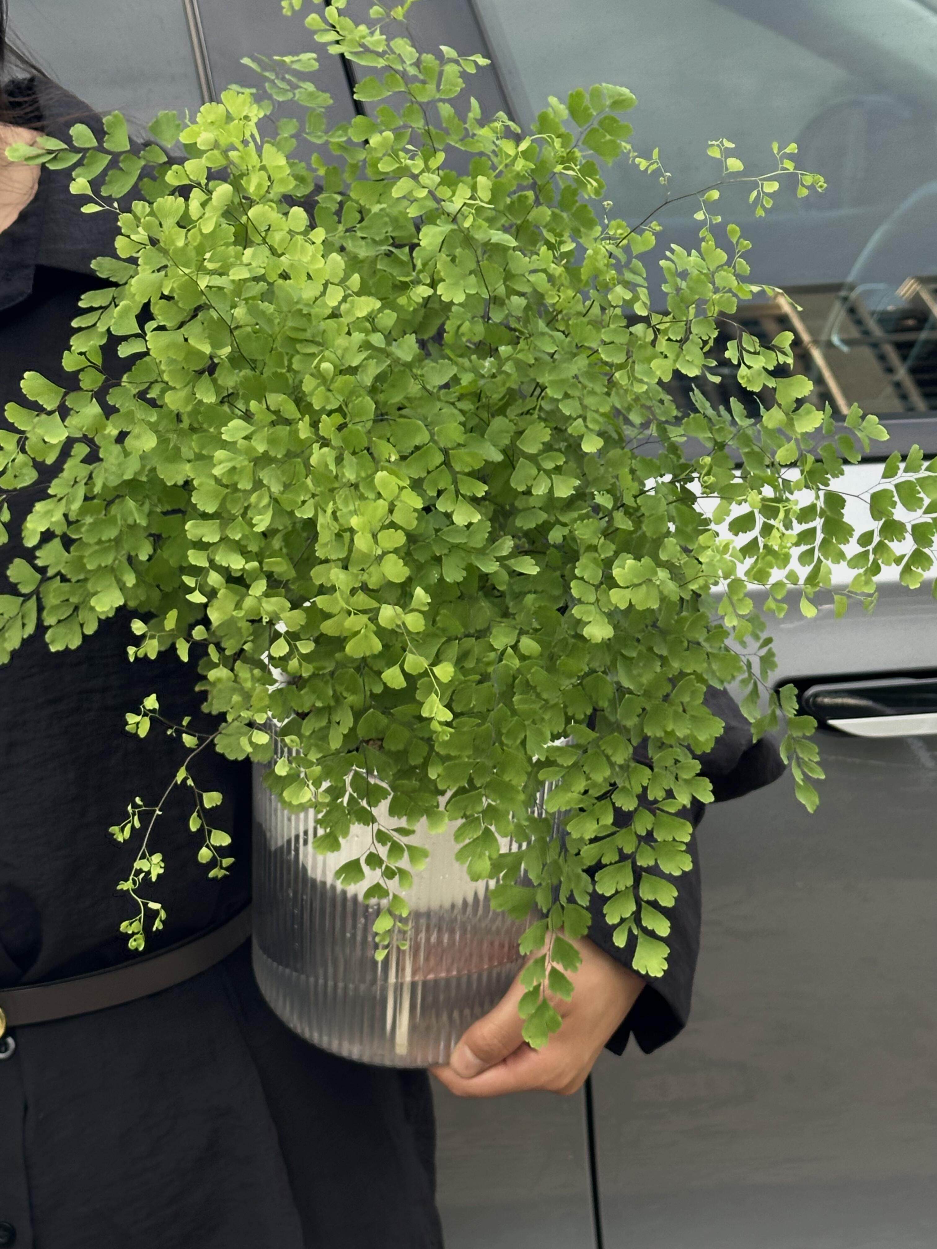 亲爱的绿植 铁线蕨飞雪盆栽室内桌面绿植办公室好养室内植物花卉