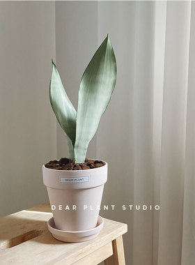亲爱的绿植虎皮兰桌面盆栽北欧风小绿植办公室防辐射耐阴好养懒人
