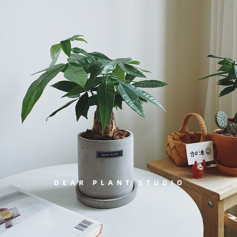 发财树客厅小盆栽桌面乔迁绿植