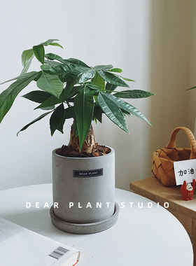 亲爱的绿植发财树小盆栽办公室内植物乔迁送礼四季常青客厅招财树