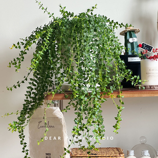 亲爱 绿植百万心吊兰盆栽藤蔓长藤垂吊植物净化空气办公室内绿植