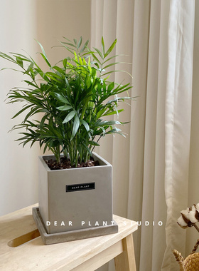亲爱的绿植 袖珍椰子桌面盆栽好养懒人植物净化空气散尾葵凤尾竹
