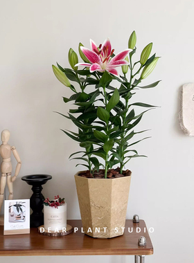 亲爱的绿植 百合花盆栽香水百合室内阳台办公室四季好养观花绿植