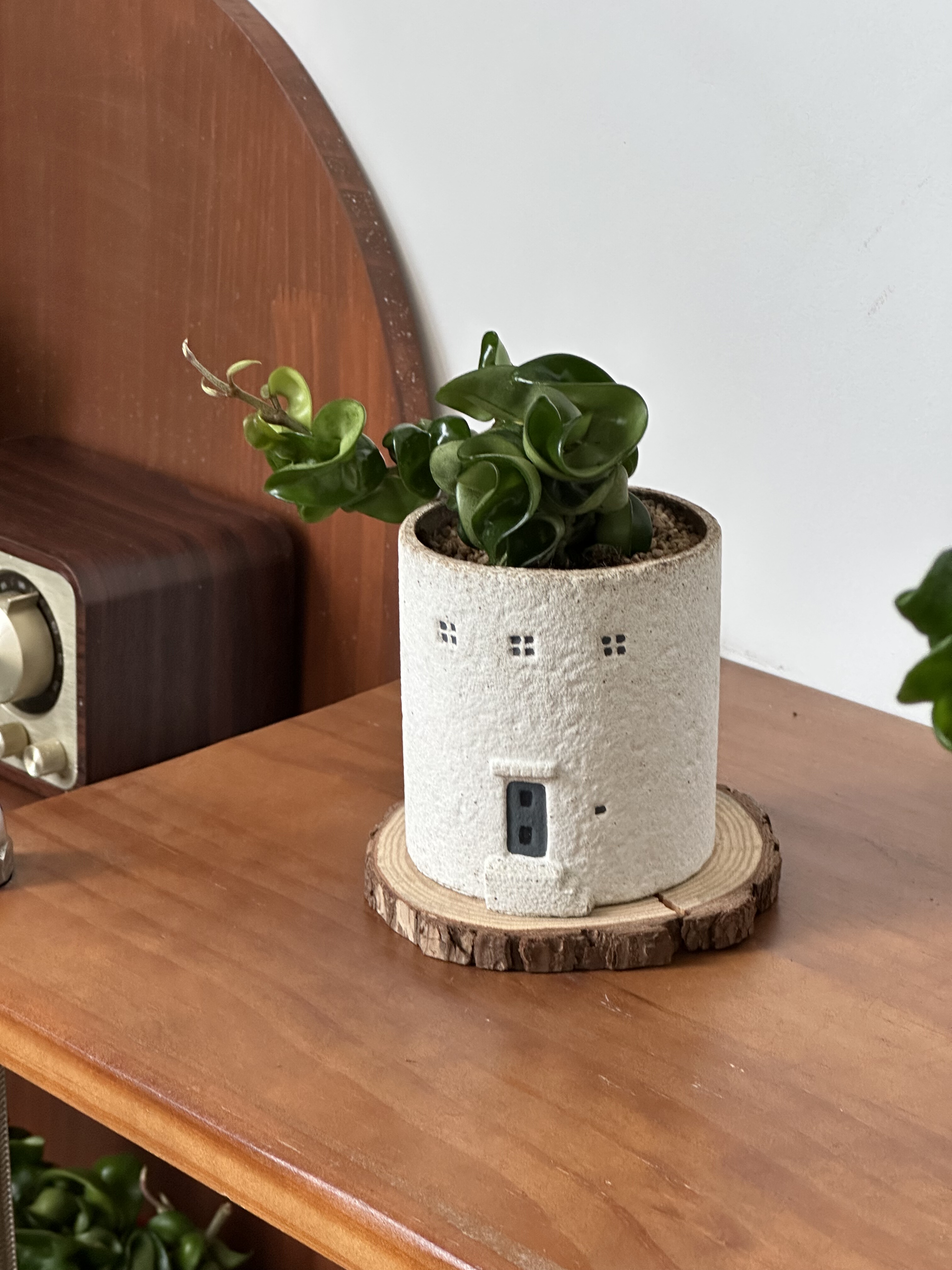 亲爱的绿植卷叶球兰室内盆栽客厅办公室桌面好养懒人耐旱新手植物