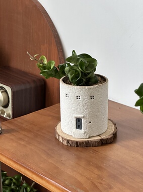 亲爱的绿植卷叶球兰室内盆栽客厅办公室桌面好养懒人耐旱新手植物