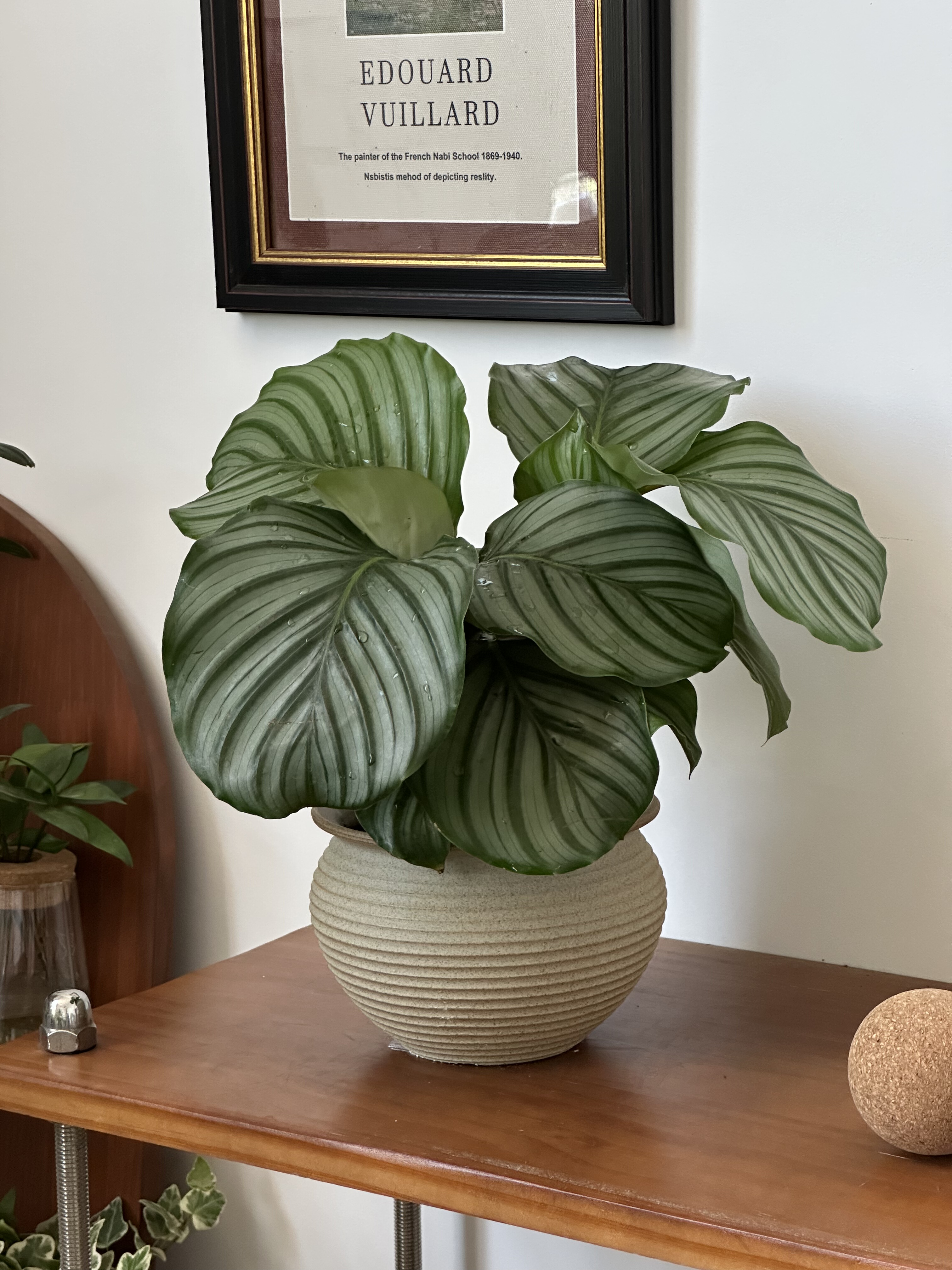 亲爱的绿植青苹果竹芋盆栽室内客厅办公室桌面好养懒人耐旱植物