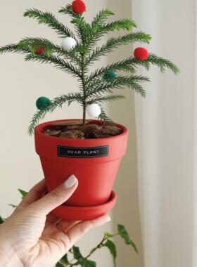亲爱的绿植 小圣诞树南洋杉盆栽植物室内桌面好养绿植送女生礼物