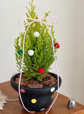 亲爱的绿植 室内圣诞树盆栽小香松桌面绿植好养懒人圣诞花卉植物