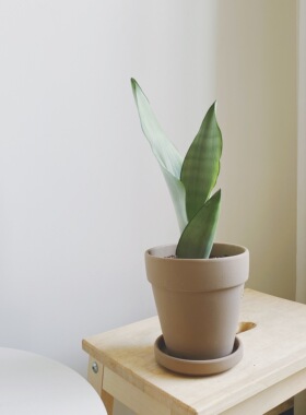 亲爱的绿植 陶盆专用链接。带托盘多肉绿植植物盆器陶土透气花盆