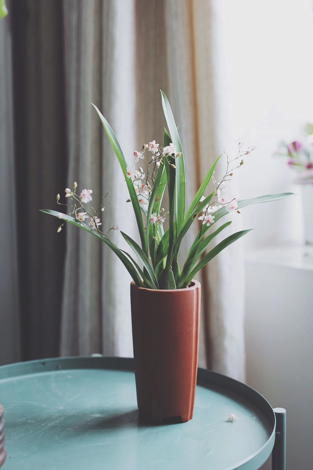 梦香兰室内桌面净化空气绿植盆栽