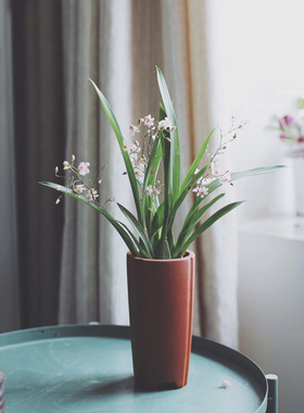 亲爱的绿植文心兰花卉办公室内盆栽梦香兰耐阴好养浓香型开花植物