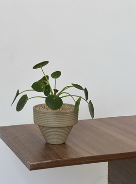 老庄镜面草室内小盆栽好养懒人新手友好耐旱耐阴植物水培懒人杯