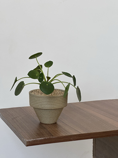 老庄镜面草室内小盆栽好养懒人新手友好耐旱耐阴植物水培懒人杯