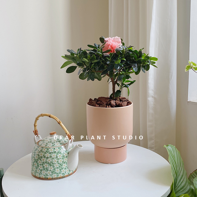 比利时杜鹃花四季开花带花苞绿植