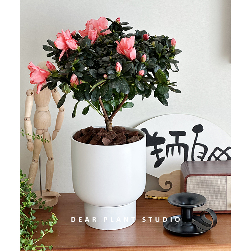 西洋杜鹃四季开花带花苞盆栽