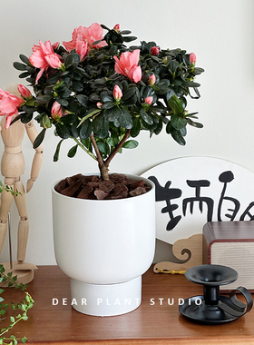 亲爱的绿植西洋杜鹃盆栽花卉四季开花室内好养杜鹃鲜花苗带花苞