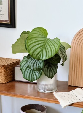 亲爱的绿植 青苹果竹芋盆栽室内办公室桌面绿植好养四季水培植物