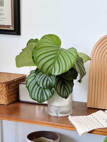 青苹果竹芋盆栽室内桌面