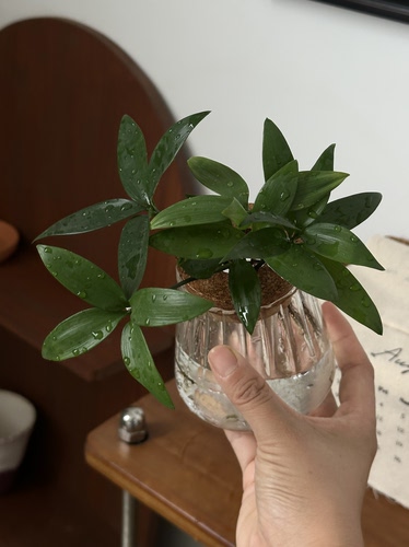 亲爱的绿植竹柏水培小绿植新手桌面好养植物耐阴小盆栽