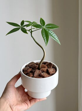发财树客厅小盆栽绿植
