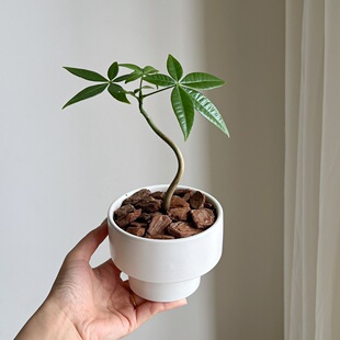 单杆奇趣发财树小盆栽花卉桌面室内摆件四季 客厅植物 绿植 亲爱