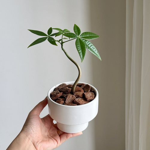发财树客厅小盆栽绿植
