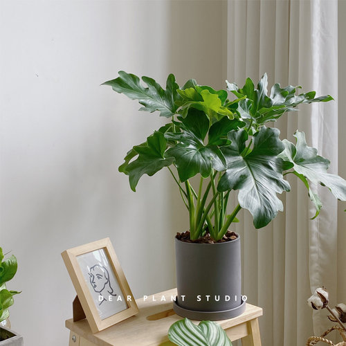 春羽蔓绿绒北欧绿植耐阴净化空气