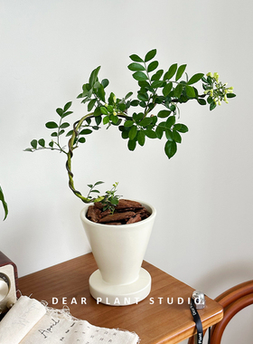 亲爱的绿植九里香室内四季桌面绿植阳台盆栽开花好养植物花卉