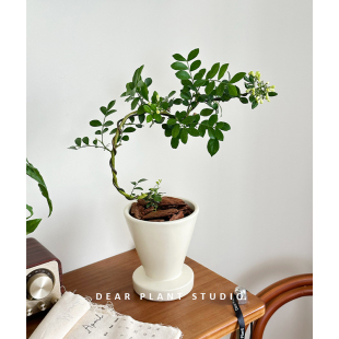 亲爱的绿植九里香室内四季桌面绿植阳台盆栽开花好养植物花卉