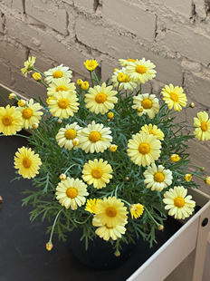 玛格丽特盆栽室内阳台好养活ins风开花植物净化空气吸甲醛好养