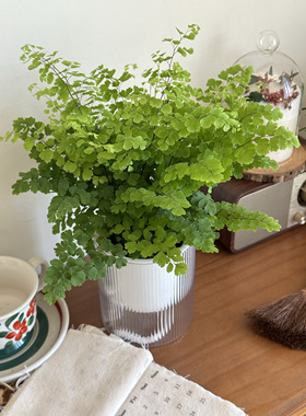 精品铁线蕨盆栽室内耐阴铁丝草办公桌阳台常绿观叶绿植防辐射易活