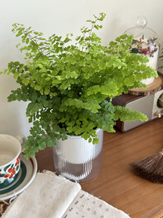 精品铁线蕨盆栽室内耐阴铁丝草办公桌阳台常绿观叶绿植防辐射易活