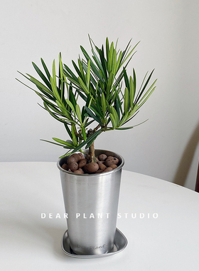 亲爱的绿植 日本罗汉松盆栽办公室内外桌面植物净化空气ins风盆景