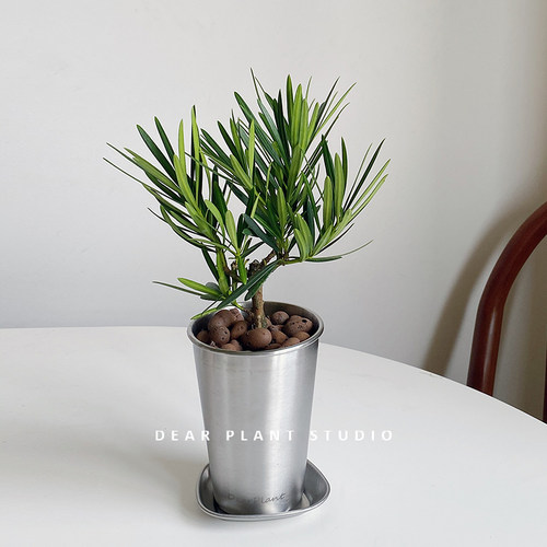 日本罗汉松室内桌面净化空气绿植