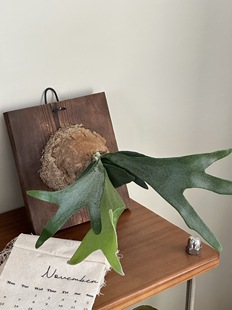 鹿角蕨室内悬挂懒人植物挂壁绿植苔藓蕨类懒人垂吊鹿角蕨观叶好养