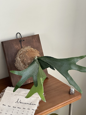 鹿角蕨室内悬挂懒人植物