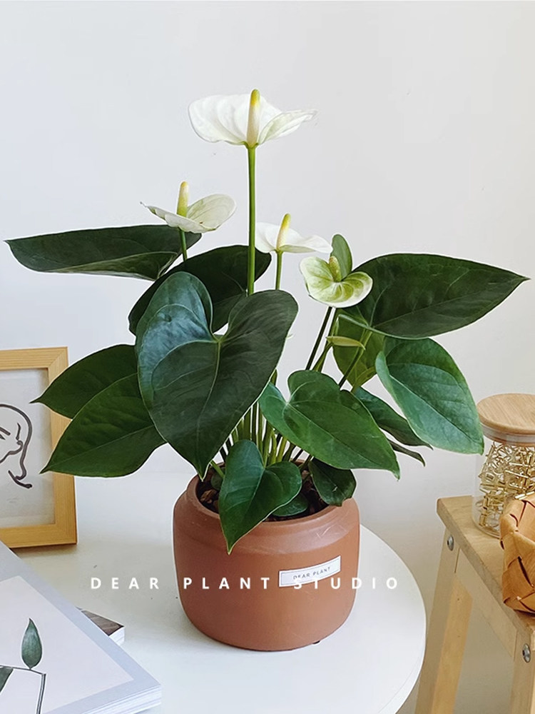 亲爱的绿植白掌艾克莉普斯白鹤芋室内耐阴耐热花卉盆栽四季常开