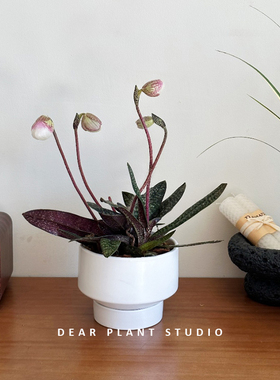 亲爱的绿植 粉色兜兰带花苞室内花卉懒人好养办公室桌面植物盆栽