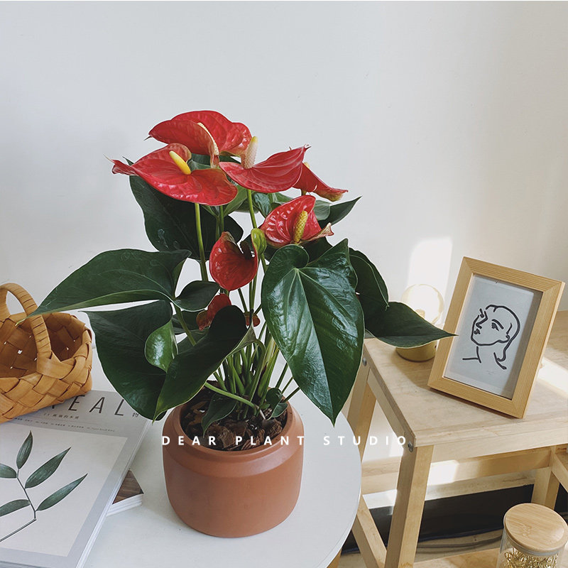 亲爱的绿植红掌红骄阳室内耐阴耐热花卉送礼盆栽S四季常开节日礼
