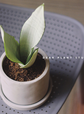 亲爱的绿植白玉虎皮兰阳台办公室桌面盆栽新房室内净化空气植物