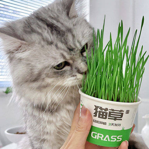 小斑兔猫草罐头懒人泡面猫草