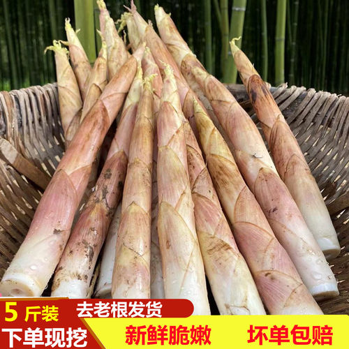 现挖新鲜竹笋秋笋春笋冬笋雷竹笋马鞭笋5斤顺丰包邮当季食用蔬菜