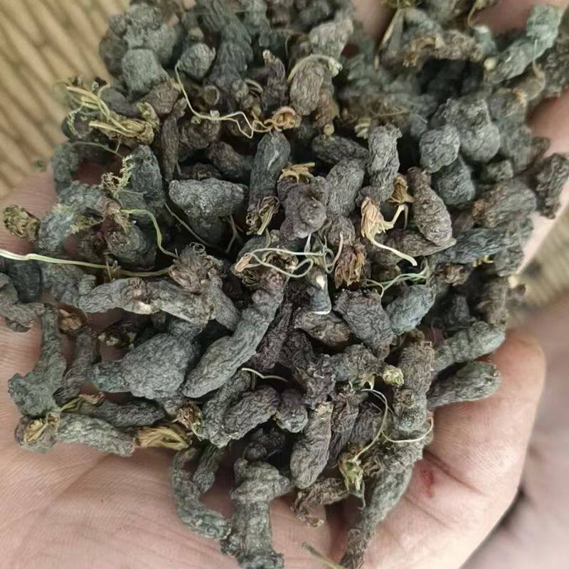 野生天葵子紫背天葵天葵根天葵草千年老鼠屎金耗子屎新鲜天葵子